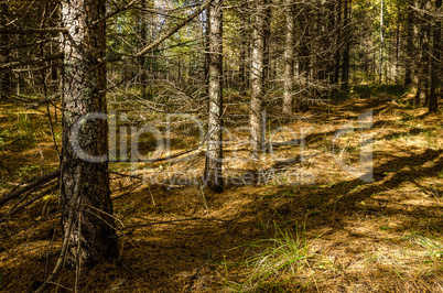 In The Autumn Forest