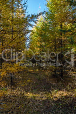 In The Autumn Forest In The Autumn Forest