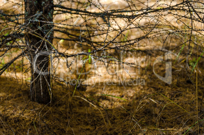 In The Autumn Forest