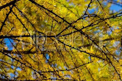 In The Autumn Forest