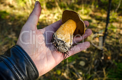 In The Autumn Forest