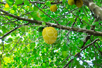 breadfruit on a background of green leaves