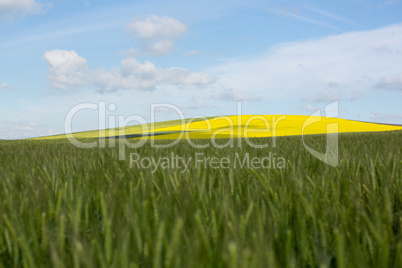 View of beautiful wheat field