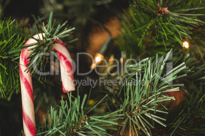 Close-up of candy cane hanging on christmas tree