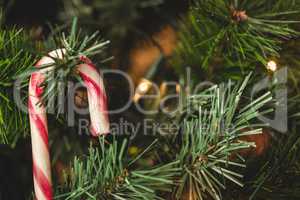 Close-up of candy cane hanging on christmas tree