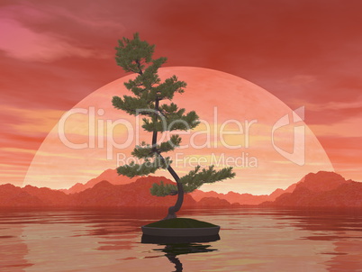 Scotch pine bonsai tree - 3D render