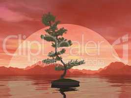 Scotch pine bonsai tree - 3D render