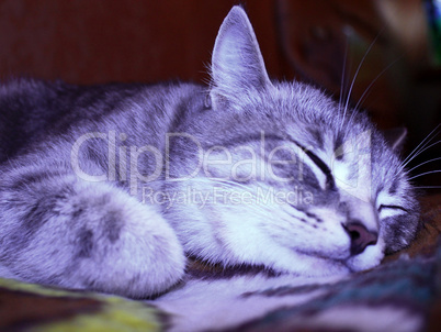 sleeping cat of Scottish Straight breed