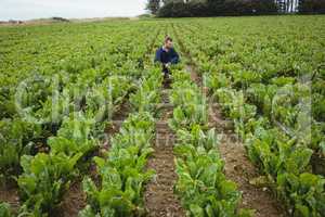 Farmer checking his crops in the field