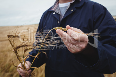 Mid section of farmer checking his crops in the field