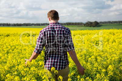 Rear view of man walking in mustard field