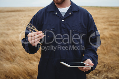 Farmer checking ears of wheat while using digital tablet in the field