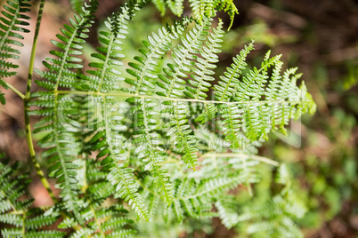 Close-up of fern