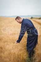 Farmer checking his crops