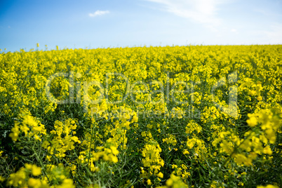 View of mustard field