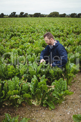 Farmer checking his crops in the field