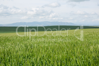 View of beautiful wheat field