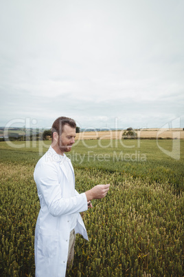 Agronomist checking the crops in the field