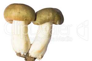 Russula mushrooms on white background
