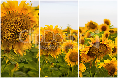 Sunflower field on a sunny day. Background of sunflower. set