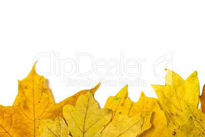 yellow autumn leaves on a white background