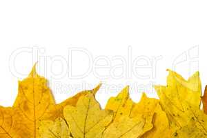 yellow autumn leaves on a white background