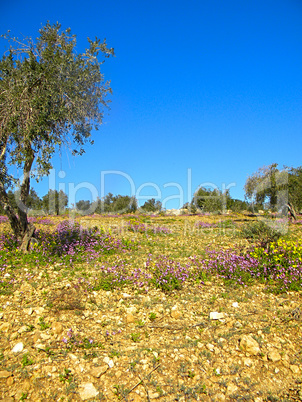 Gethsemane Garden On Mount Of Olives, Jerusalem