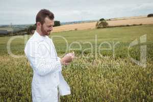 Agronomist checking the crops in the field