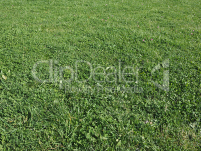 Green grass texture background