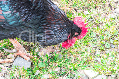 Freilaufendes Huhn auf einem Bauernhof