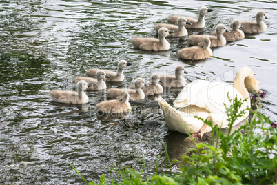 Weißer Schwan mit Jungschwänen