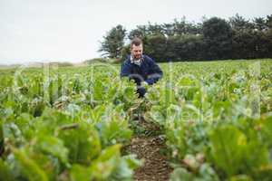 Farmer checking his crops in the field