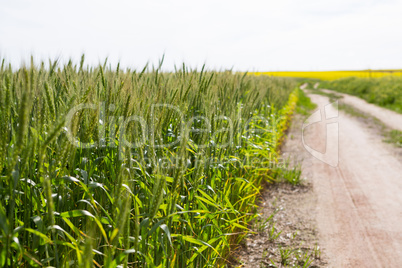 View of empty path passing through fields