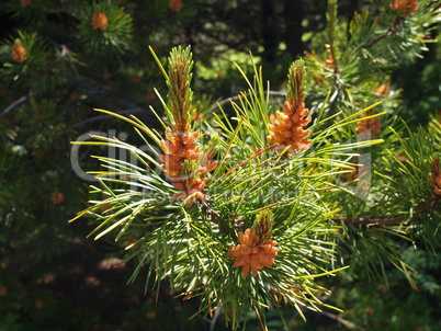 Blüte der Waldkiefer