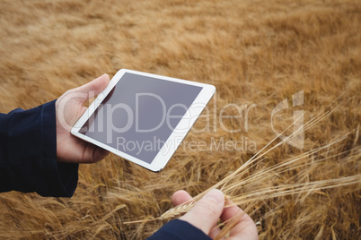 Farmer using digital tablet while checking ears of wheat