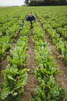 Farmer checking his crops in the field