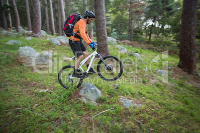 Male mountain biker riding bicycle in the forest