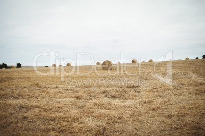 View of harvested field