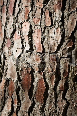 Close-up of tree bark