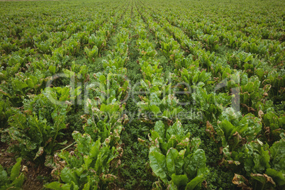 View of green plantation in the field