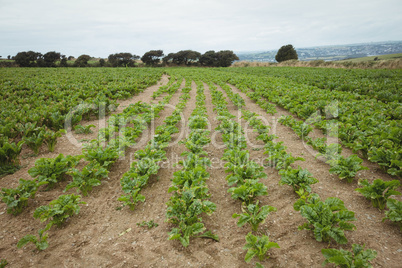 View of green plantation in the field