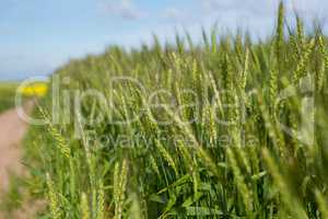 View of beautiful wheat field