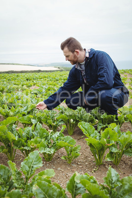 Farmer checking his crops in the field