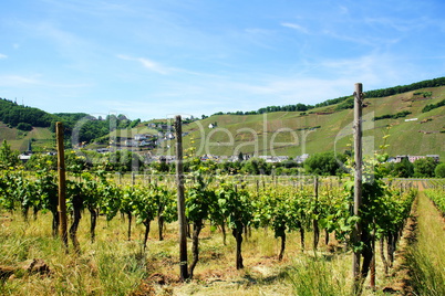 Ürzig an der Mosel