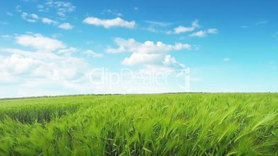 Wheat field and clouds on blue sky.