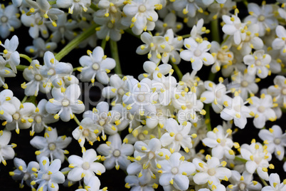 Elderberry flowers background