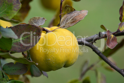 Ripe quince on a twig, close up