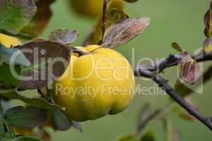 Ripe quince on a twig, close up
