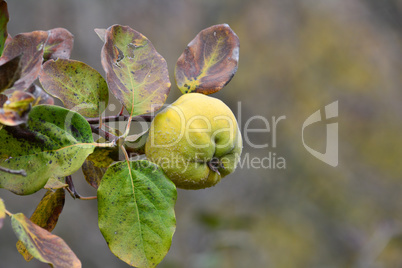 Fresh, ripe organic quince