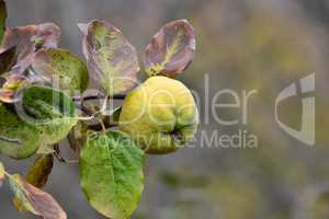 Fresh, ripe organic quince